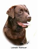 Labrador Retriever 9Y243D-004a